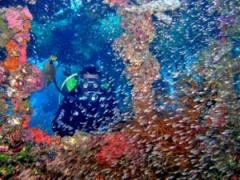 Scuba Diving in the Caroline Islands Scuba Diving In Chuuk Atoll