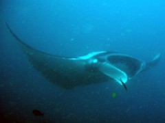 Diving with manta rays