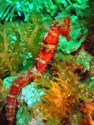 Scuba Diving with sea horses in Malapascua Island Philippines