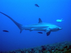 Scuba Diving with thresher sharks