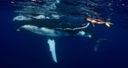 Dive with whales in Tonga Dive with whales in Tonga