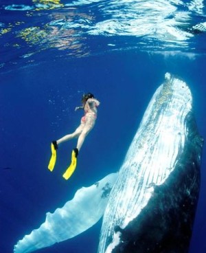 Scuba Diving on Tonga