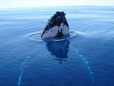 Scuba Diving on Tonga